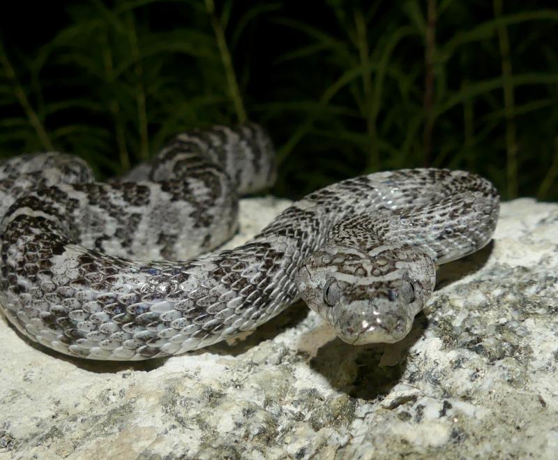 Baja California Lyresnake (Trimorphodon biscutatus lyrophanes)