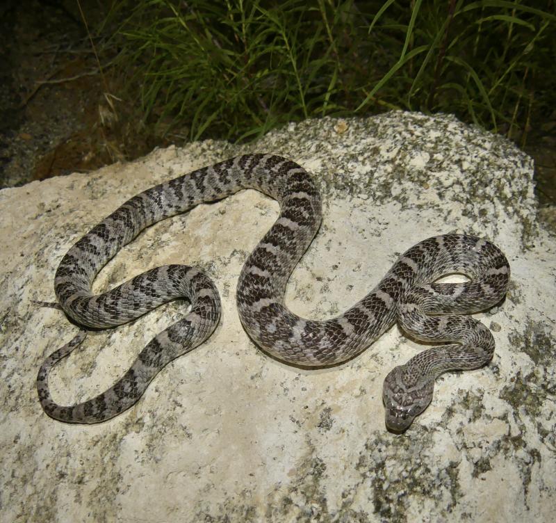 Baja California Lyresnake (Trimorphodon biscutatus lyrophanes)