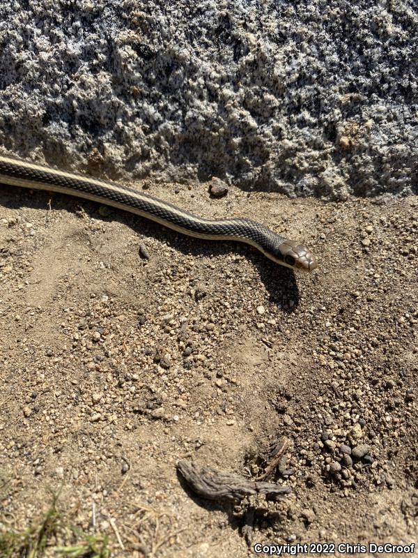 Coast Patch-nosed Snake (Salvadora hexalepis virgultea)