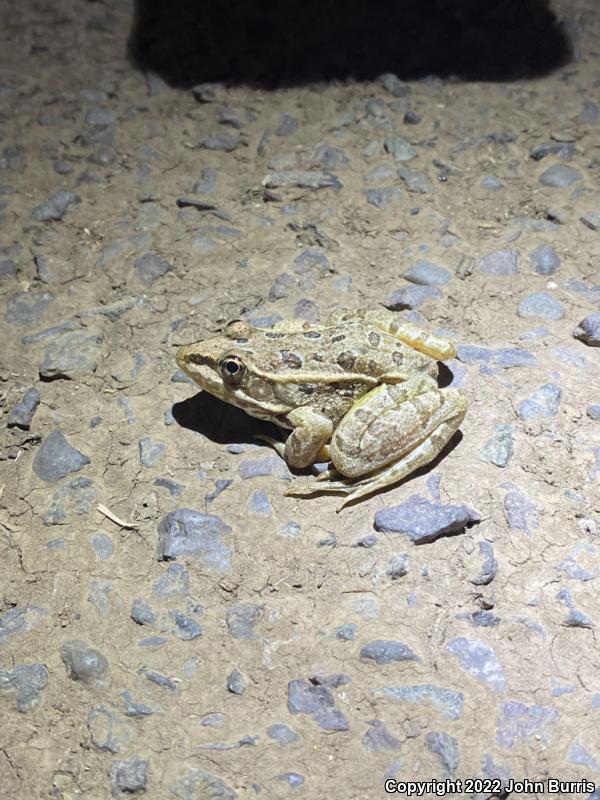 Rio Grande Leopard Frog (Lithobates berlandieri)