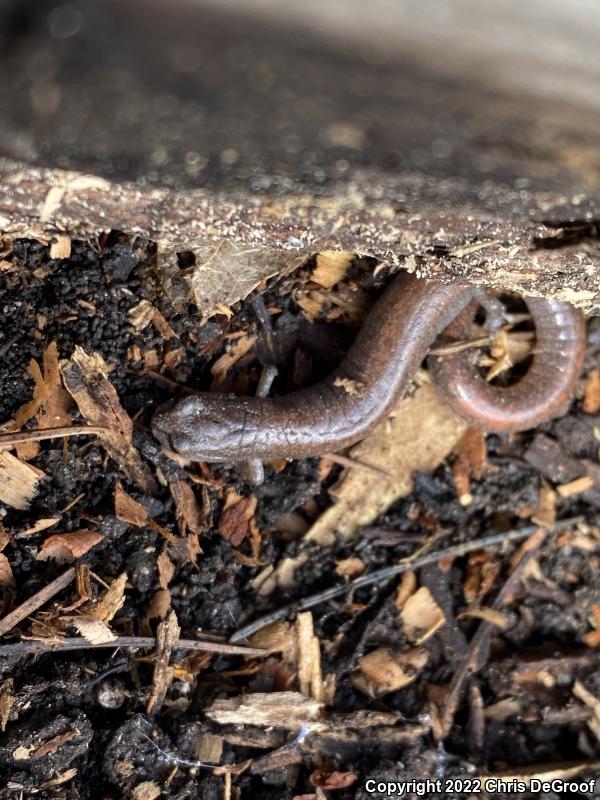 Garden Slender Salamander (Batrachoseps major major)