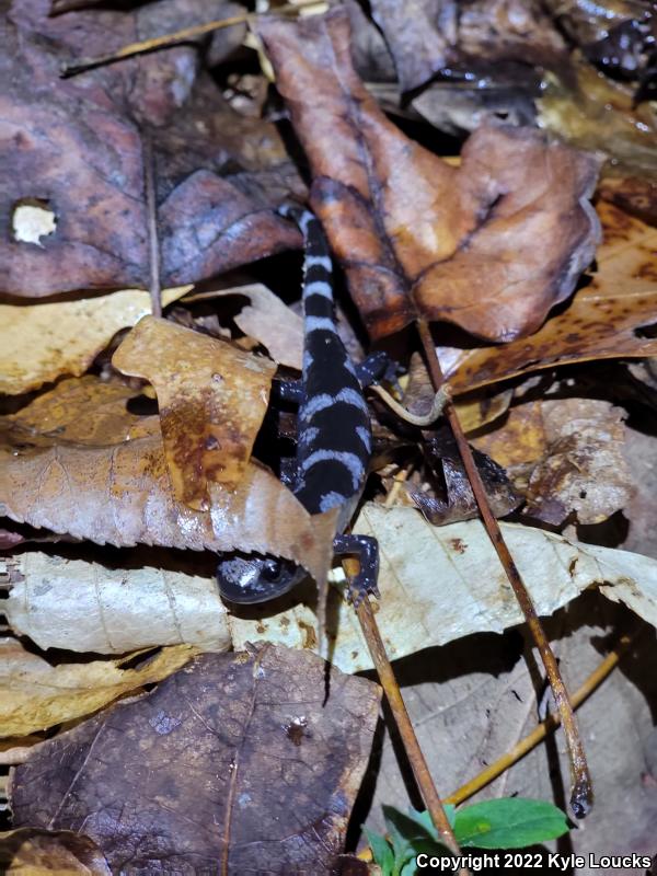 Marbled Salamander (Ambystoma opacum)