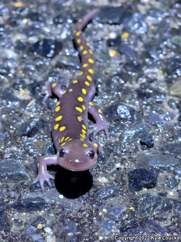 Spotted Salamander (Ambystoma maculatum)