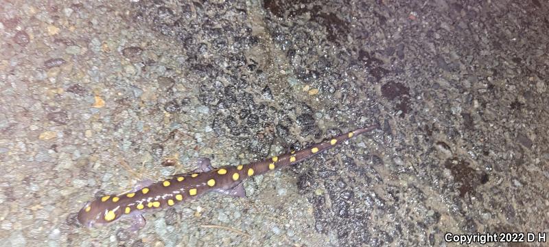 Spotted Salamander (Ambystoma maculatum)