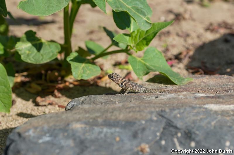 Baja California Spiny Lizard (Sceloporus zosteromus)