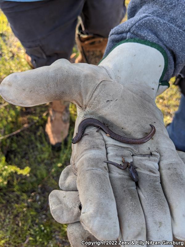 Garden Slender Salamander (Batrachoseps major major)