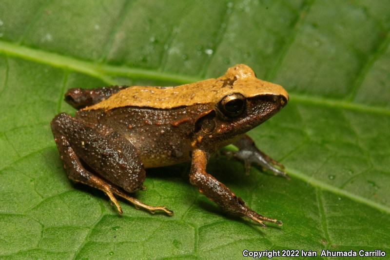 Broad-headed Rainfrog (Craugastor laticeps)