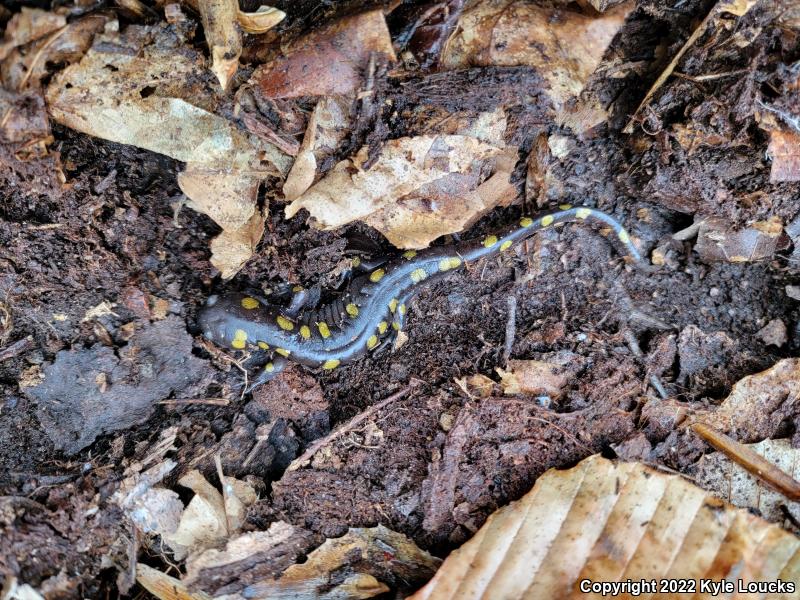 Spotted Salamander (Ambystoma maculatum)