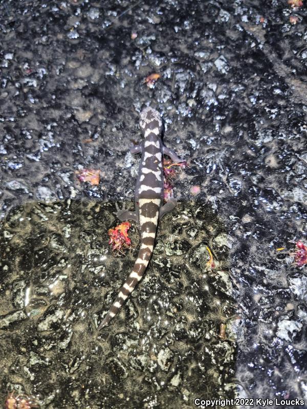 Marbled Salamander (Ambystoma opacum)