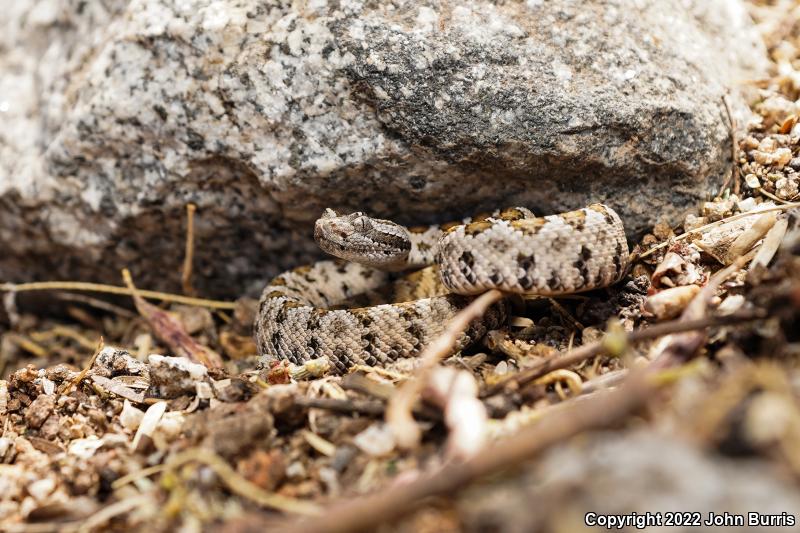 Lower California Rattlesnake (Crotalus enyo enyo)