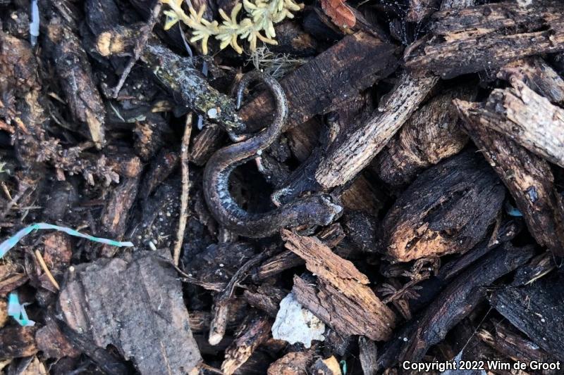 Gabilan Mountains Slender Salamander (Batrachoseps gavilanensis)