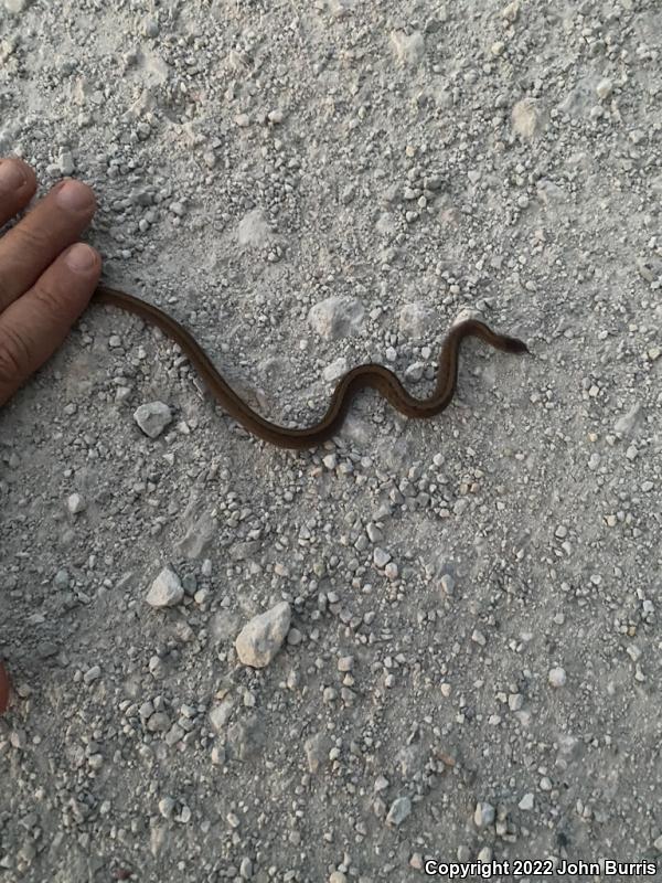 Midland Brownsnake (Storeria dekayi wrightorum)