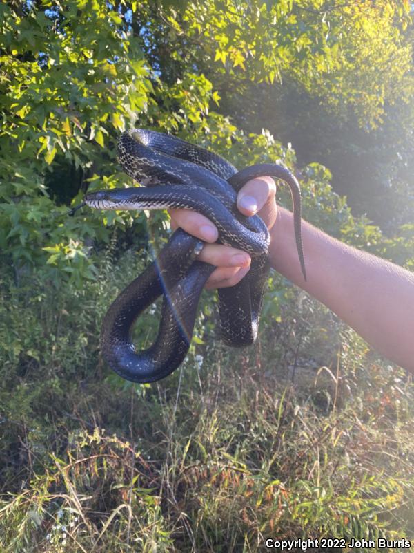 Gray Ratsnake (Pantherophis obsoletus spiloides)