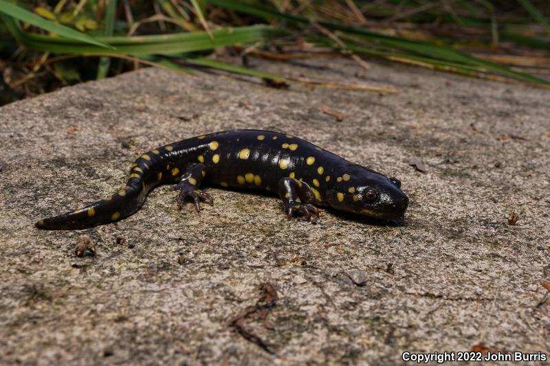 Eastern Tiger Salamander (Ambystoma tigrinum)