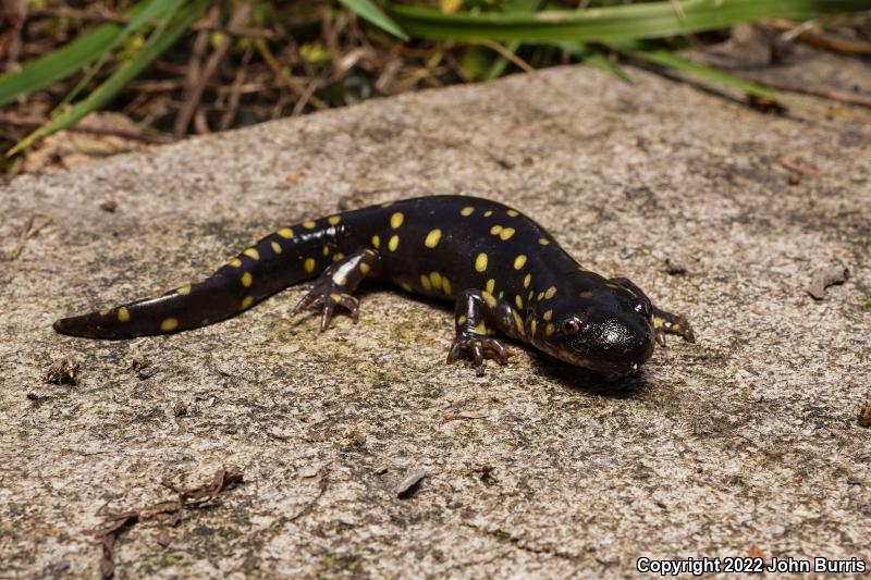 Eastern Tiger Salamander (Ambystoma tigrinum)