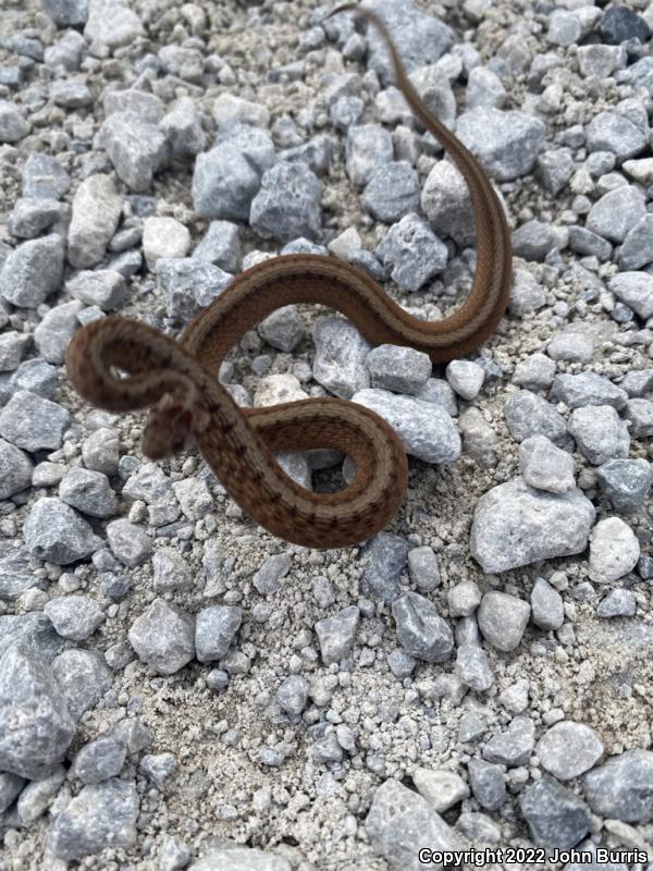 Midland Brownsnake (Storeria dekayi wrightorum)