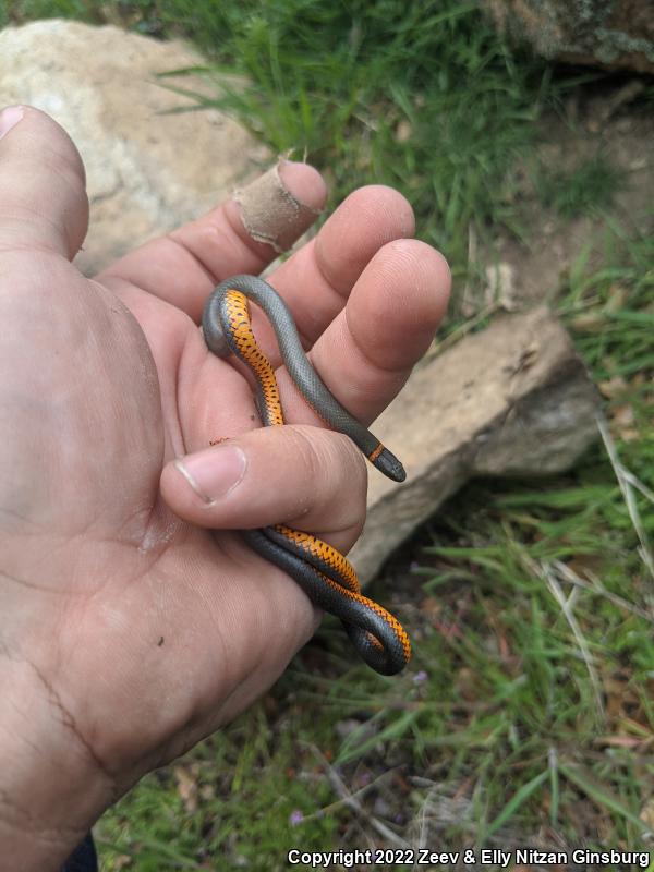 Coral-bellied Ring-necked Snake (Diadophis punctatus pulchellus)