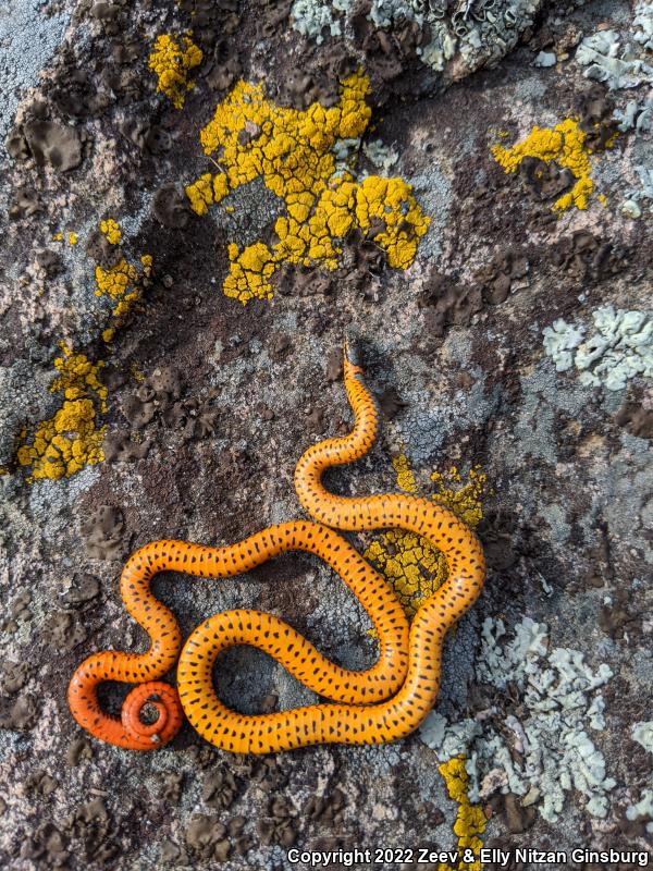 Coral-bellied Ring-necked Snake (Diadophis punctatus pulchellus)