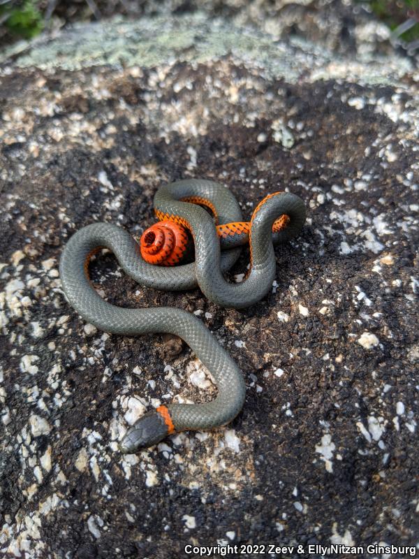 Coral-bellied Ring-necked Snake (Diadophis punctatus pulchellus)