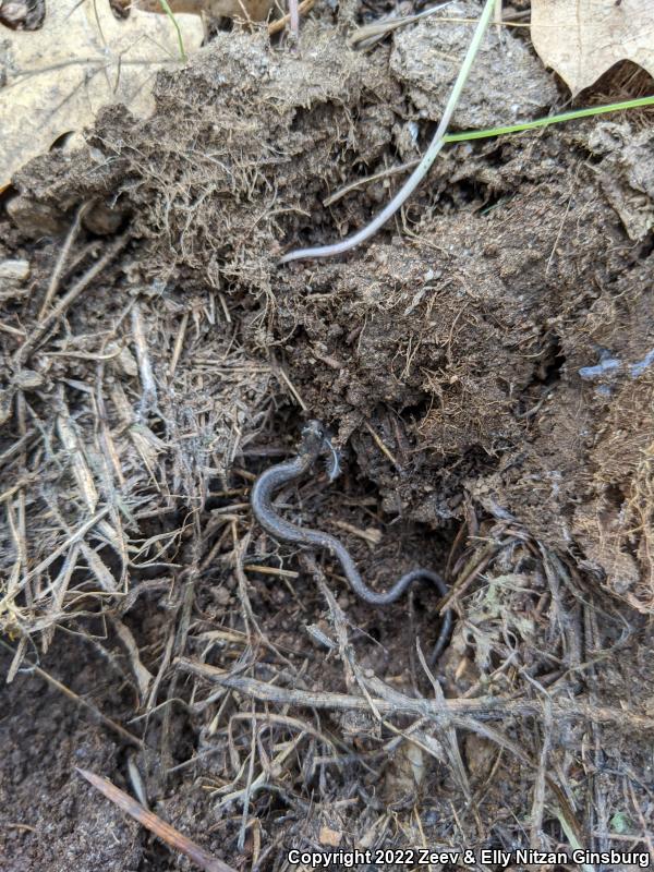 Relictual Slender Salamander (Batrachoseps relictus)