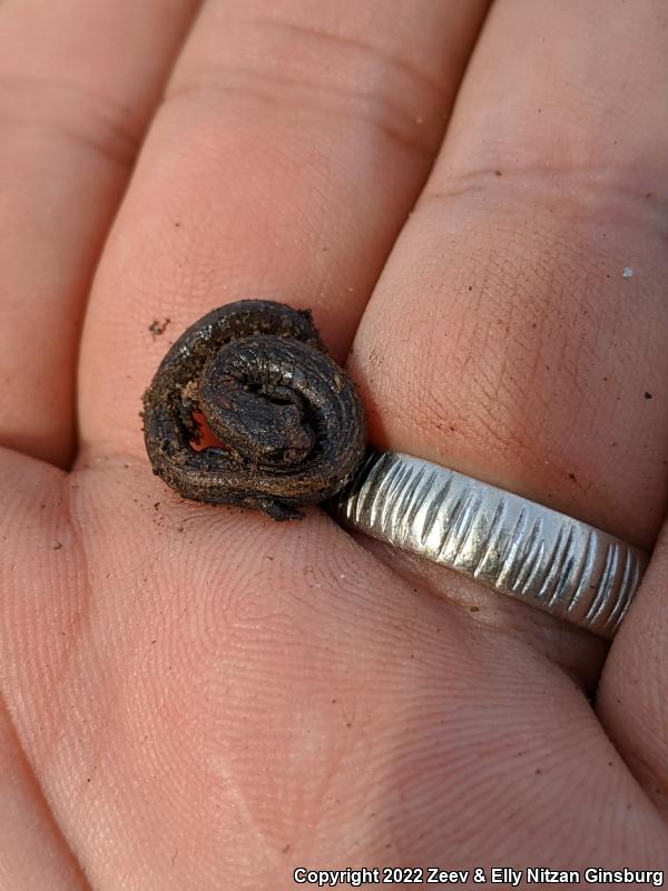 Relictual Slender Salamander (Batrachoseps relictus)