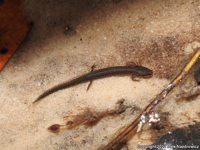 Dwarf Salamander (Eurycea quadridigitata)