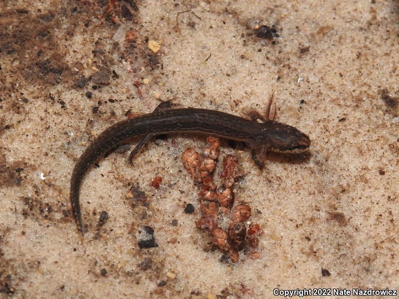 Dwarf Salamander (Eurycea quadridigitata)