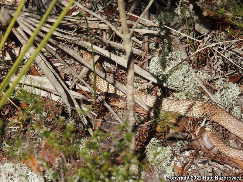 Eastern Coachwhip (Coluber flagellum flagellum)