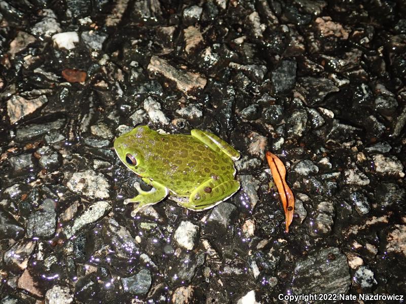 Barking Treefrog (Hyla gratiosa)