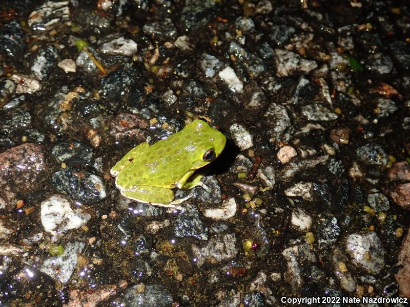 Barking Treefrog (Hyla gratiosa)