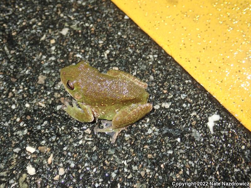 Barking Treefrog (Hyla gratiosa)