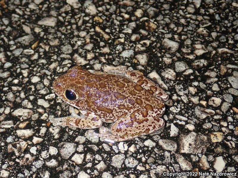 Barking Treefrog (Hyla gratiosa)