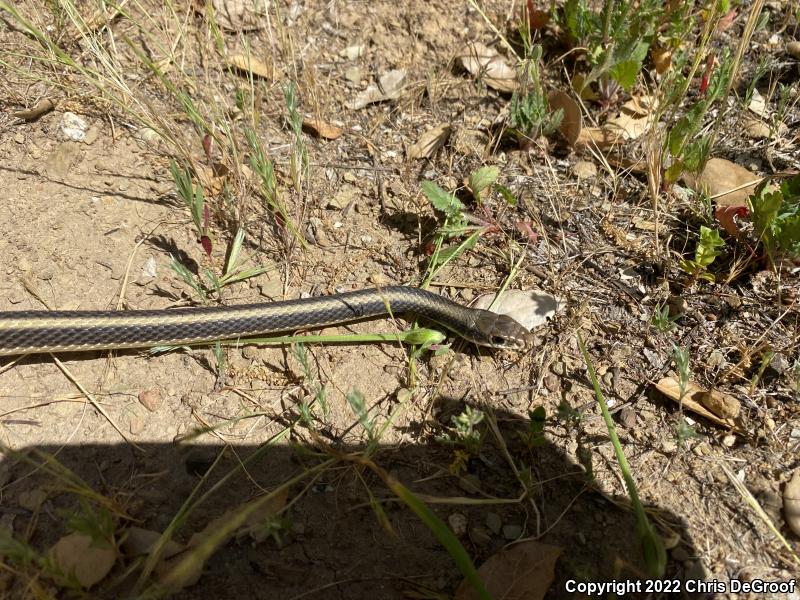 Coast Patch-nosed Snake (Salvadora hexalepis virgultea)