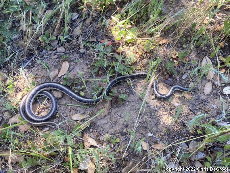 Coast Patch-nosed Snake (Salvadora hexalepis virgultea)