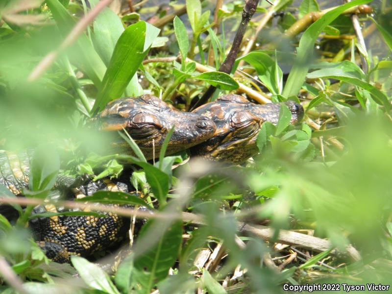 American Alligator (Alligator mississippiensis)