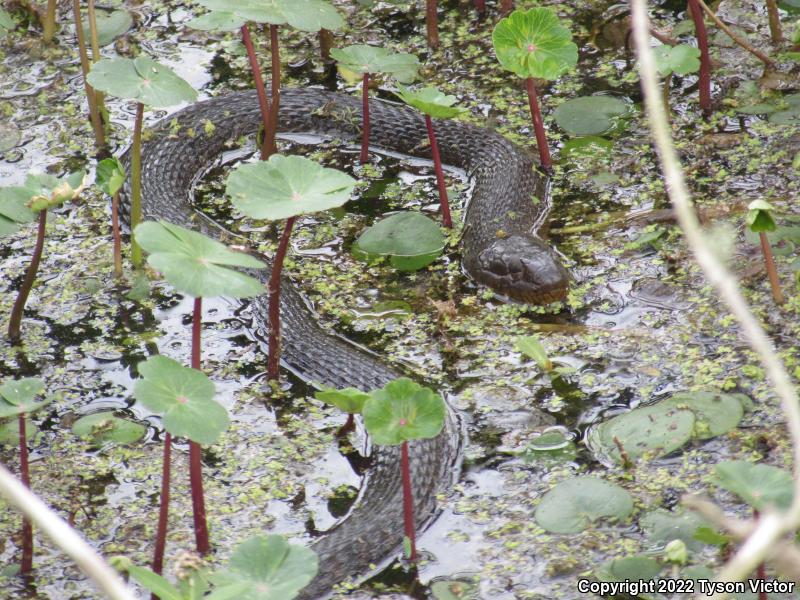 Yellow-bellied Watersnake (Nerodia erythrogaster flavigaster)