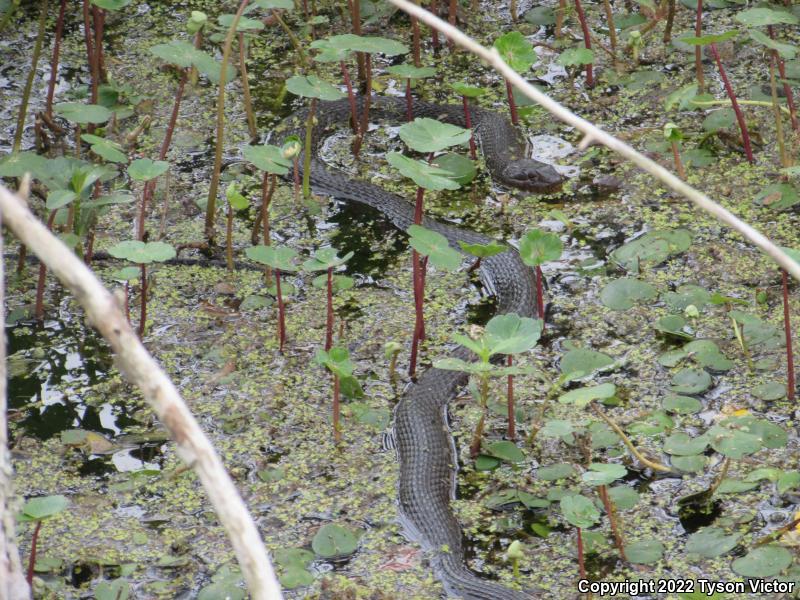 Yellow-bellied Watersnake (Nerodia erythrogaster flavigaster)