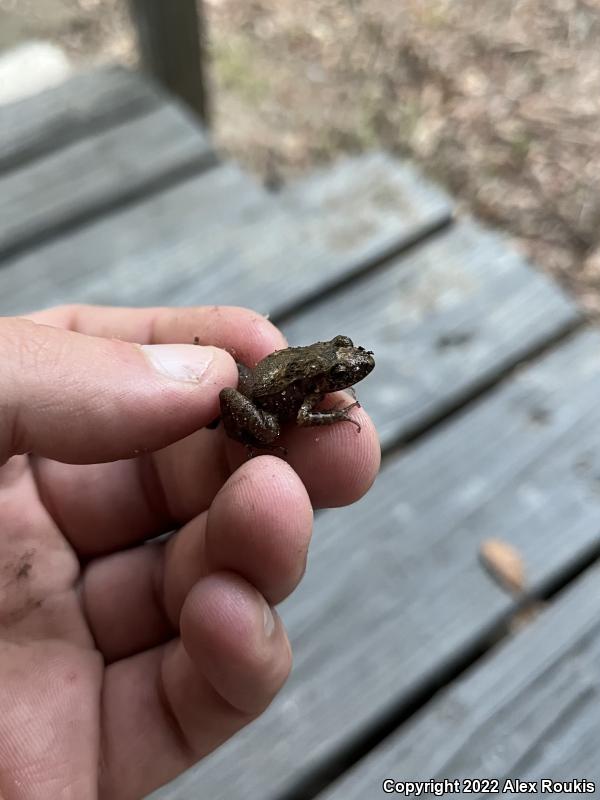 Greenhouse Frog (Eleutherodactylus planirostris)