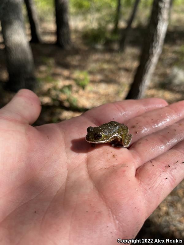 Barking Treefrog (Hyla gratiosa)