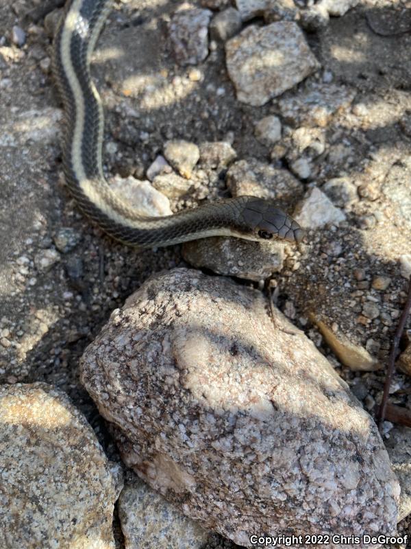 Coast Patch-nosed Snake (Salvadora hexalepis virgultea)