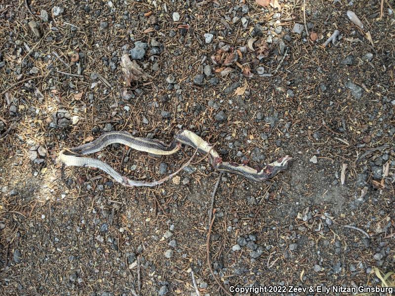 Coast Patch-nosed Snake (Salvadora hexalepis virgultea)