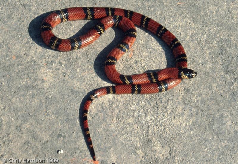 Veracruz Milksnake (Lampropeltis triangulum polyzona)