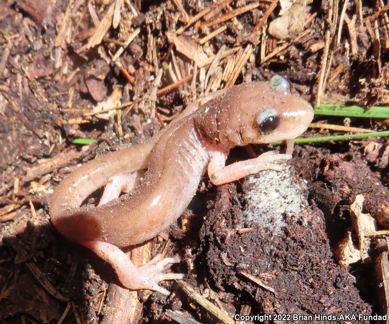 Monterey Ensatina (Ensatina eschscholtzii eschscholtzii)