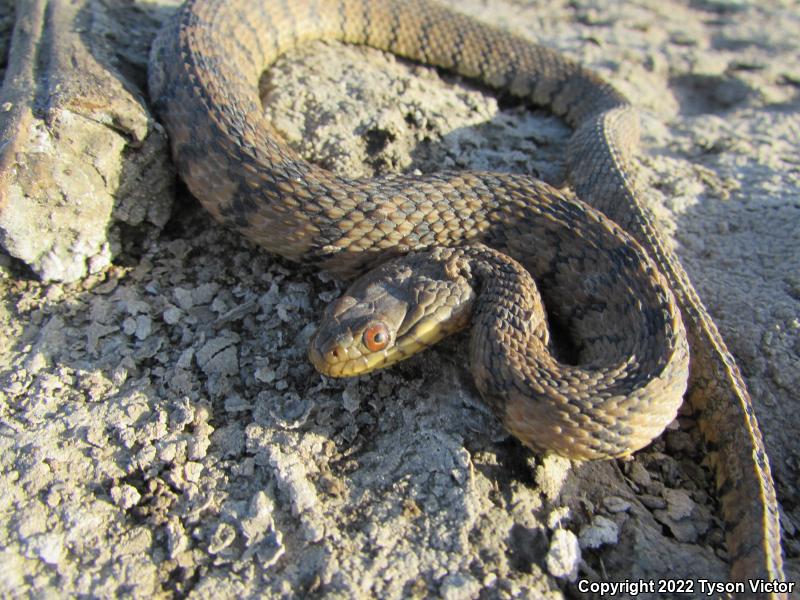 Diamond-backed Watersnake (Nerodia rhombifer rhombifer)