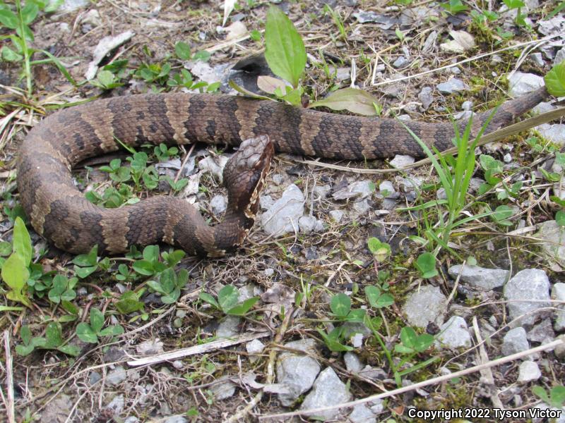 Western Cottonmouth (Agkistrodon piscivorus leucostoma)