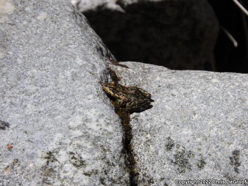 Southern Mountain Yellow-legged Frog (Rana muscosa)