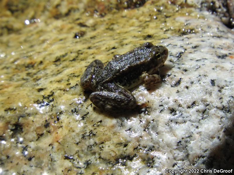 Southern Mountain Yellow-legged Frog (Rana muscosa)