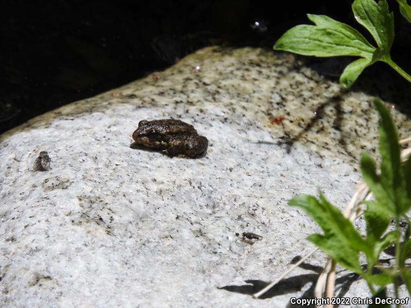 Southern Mountain Yellow-legged Frog (Rana muscosa)