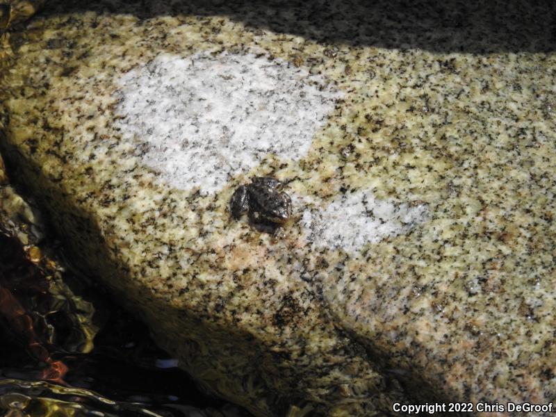 Southern Mountain Yellow-legged Frog (Rana muscosa)