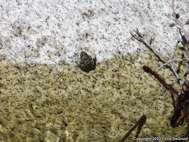 Southern Mountain Yellow-legged Frog (Rana muscosa)